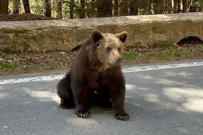 Private Tour to Transfagarasan Road and Wild Brown Bears - Pricing and Cancellation Policy