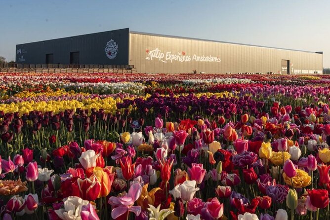 Private Tour to Tulips, Keukenhof, Windmills & Cheese Farm - Windmill Exploration