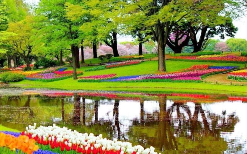 Private Tour to Tulips, Keukenhof, Windmills & Cheese Farm - Itinerary Highlights