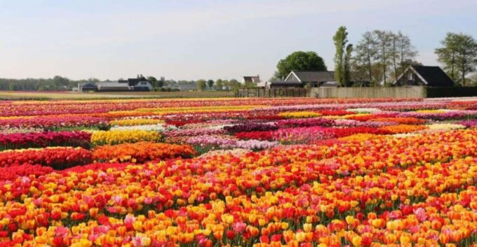 Private Tour to Tulips, Keukenhof, Windmills & Cheese Farm - Zaanse Schans Exploration