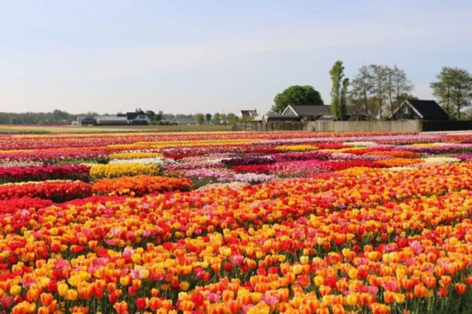 Private Tour to Tulips, Keukenhof, Windmills & Cheese Farm - Booking and Availability