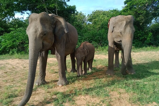 Private Tour to Udawalawe National Park - Flexible Scheduling