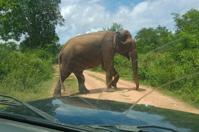 Private Tour to Udawalawe National Park - Customizable Group Sizes