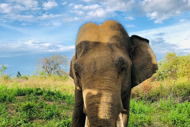 Private Tour to Udawalawe National Park - Responsible Tourism Practices