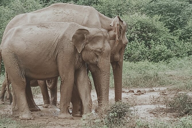 Private Tour to Udawalawe National Park - Booking and Availability
