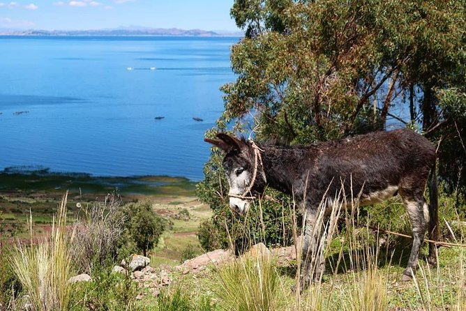 Private Tour to Uros and Llachon 1d - Health and Safety Restrictions