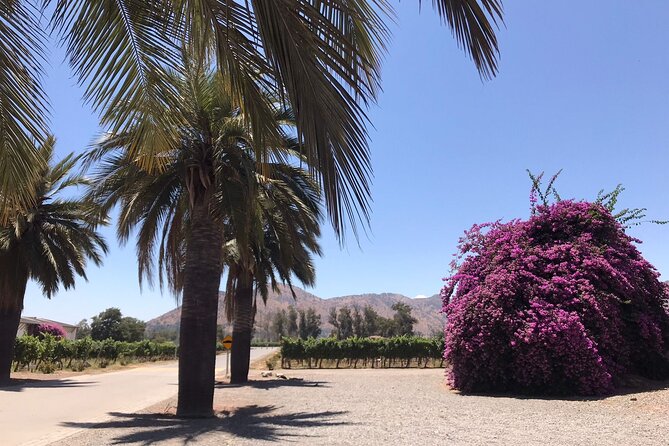 Private Tour to Viña Santa Rita - Winery Tour and Tasting
