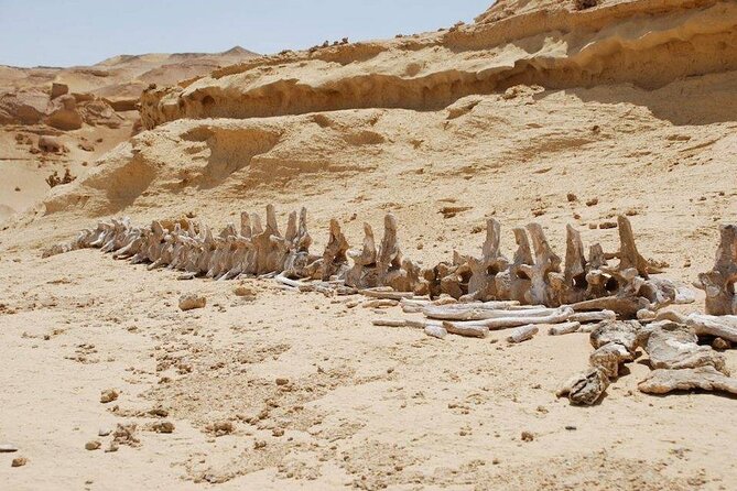 Private Tour to Whales Valley & Wadi El Rayan Waterfalls in El Fayoum From Cairo - Accessibility and Suitability