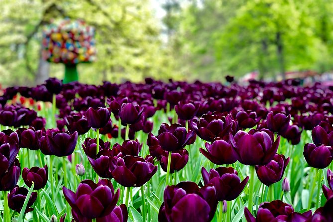 Private Tour to Windmills Zaanse Schans +Keukenhof - 7 Hours - Meeting and Pickup