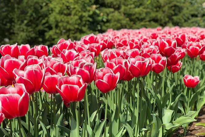 Private Tour to Windmills Zaanse Schans +Keukenhof - 7 Hours - Accessibility and Stroller Policy