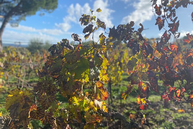 Private Tour: Top Brunello Di Montalcino Wine Tour - Explore Tuscan Countryside