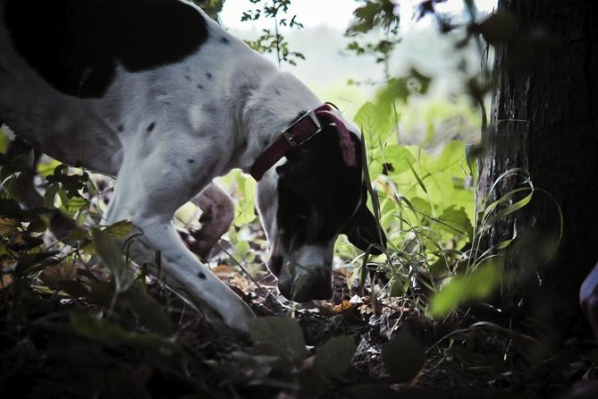 Private Tour: Truffle-Hunting Experience From Sorrento With Lunch - Tour Logistics