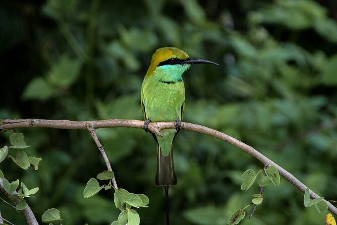 Private Tour : Udawalawe National Park Safari - Tour Details