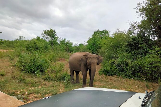 Private Tour : Udawalawe National Park Safari - Elephant Sightings
