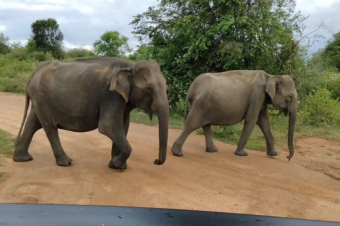 Private Tour : Udawalawe National Park Safari - Wildlife in the Park