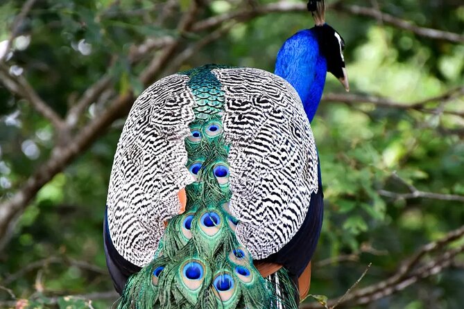 Private Tour : Udawalawe National Park Safari - Private Guide Experience