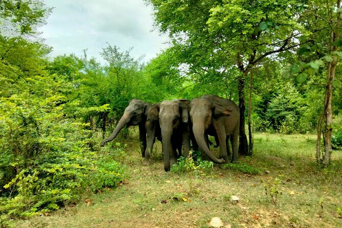 Private Tour : Udawalawe National Park Safari - Who Is This Tour Best For?