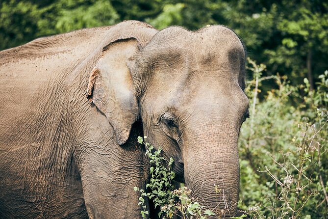 Private Tour: Udawalawe National Park Safari - Cancellation and Reviews