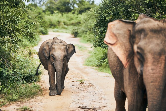 Private Tour: Udawalawe National Park Safari - Operated by Ajith Diamond Tours