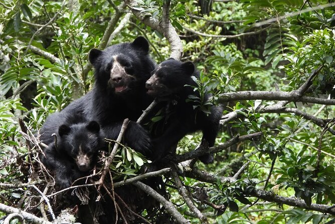 Private Tour Watching the Spectacled Bear - Key Points