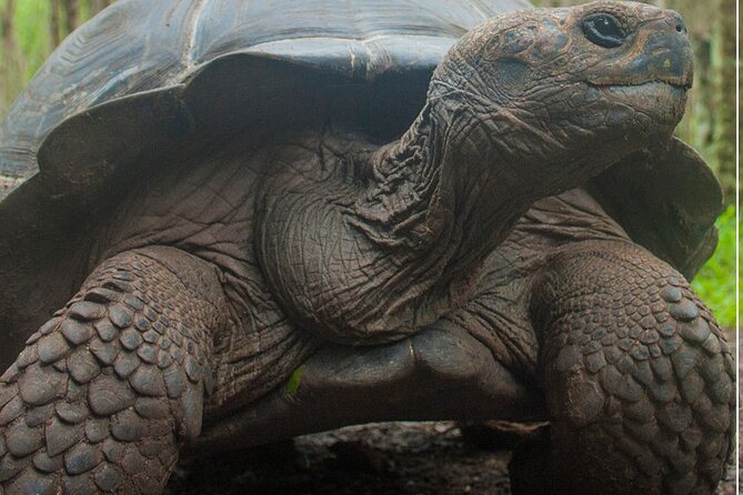 Private Tour With Land Tortoises Lava Tunnel and Sinkholes - Exploring Los Gemelos Craters