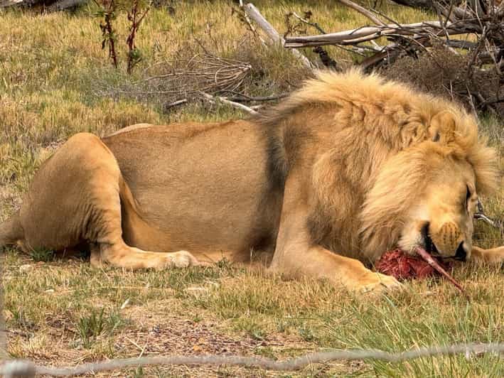 Private Tour: Witness Lion Feeding Up Close - Book Now! - Experience Highlights
