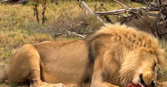 Private Tour: Witness Lion Feeding Up Close - Book Now! - Frequently Asked Questions