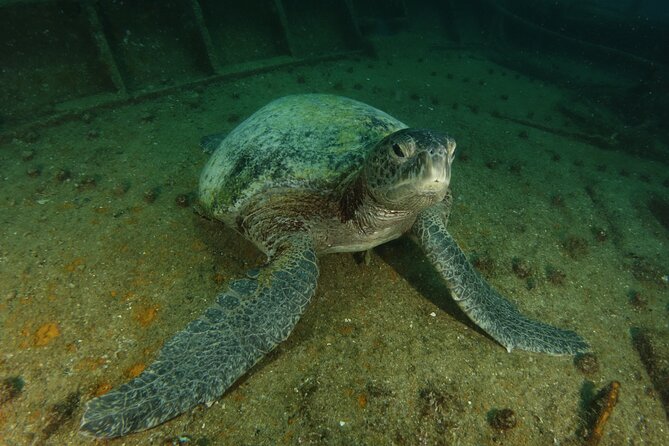 Private Tour Wreck Diving | 5 Divers | Cabo to La Paz - Meeting and Pickup