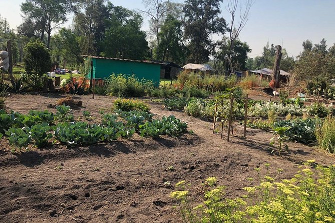 Private Tour: Xochimilco, Coyoacan and Frida Kahlo Museum. - Frequently Asked Questions