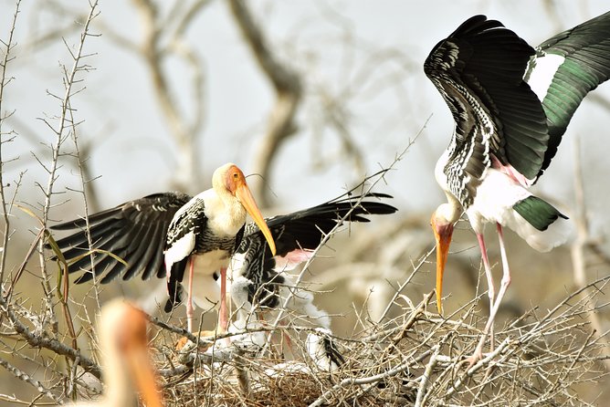 Private Tour: YALA National Park From SHANGRI-LA, Hambanthota - Good To Know