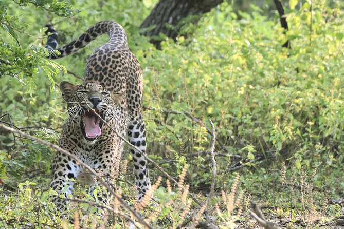 Private Tour: YALA National Park From SHANGRI-LA, Hambanthota - Whats Included