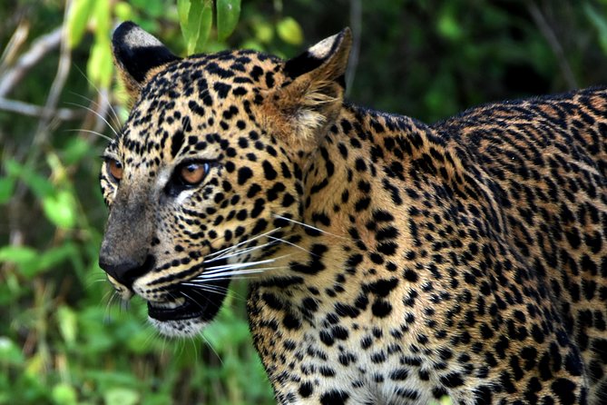 Private Tour : YALA National Park With Experienced Driver and Guide - Private Transportation and Pickup