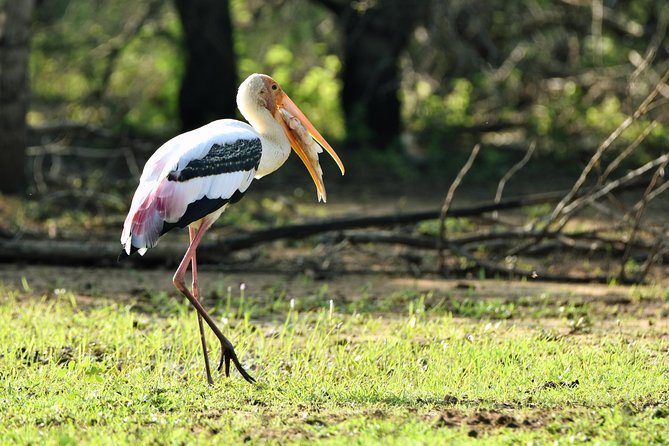 Private Tour : YALA National Park With Experienced Driver and Guide - Personalized Attention and Opportunity to Ask