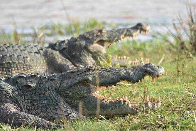 Private Tour : YALA National Park With Experienced Driver and Guide - Avoiding Discomfort of Large Tours