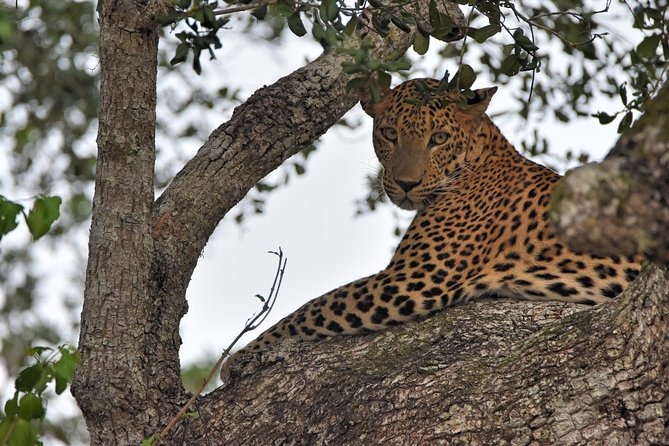Private Tour : YALA National Park With Experienced Driver and Guide - Booking Confirmation and Accessibility