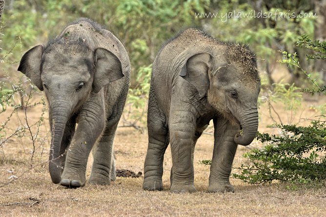 Private Tour : YALA National Park With Experienced Driver and Guide - Private Tour and Group Participation
