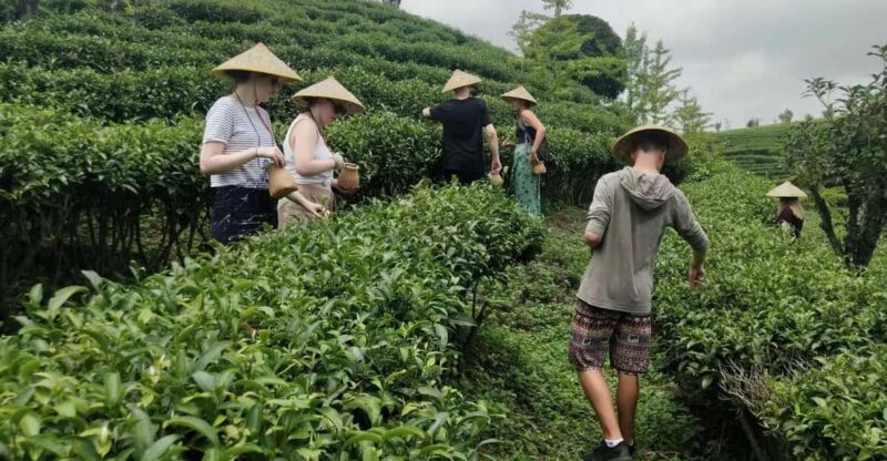 Private Tour-Yangshuo Seven Fairies Peak Tea Plantation - Booking Information