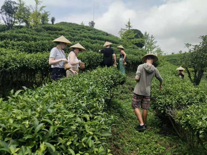 Private Tour-Yangshuo Seven Fairies Peak Tea Plantation - Itinerary Highlights