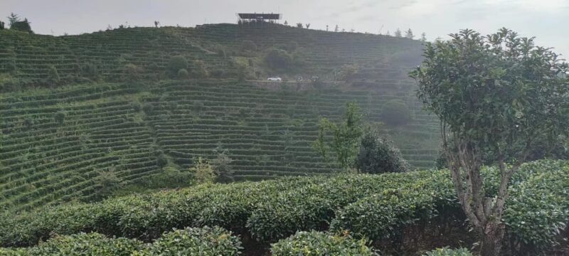 Private Tour-Yangshuo Seven Fairies Peak Tea Plantation - Tea Plantation Exploration