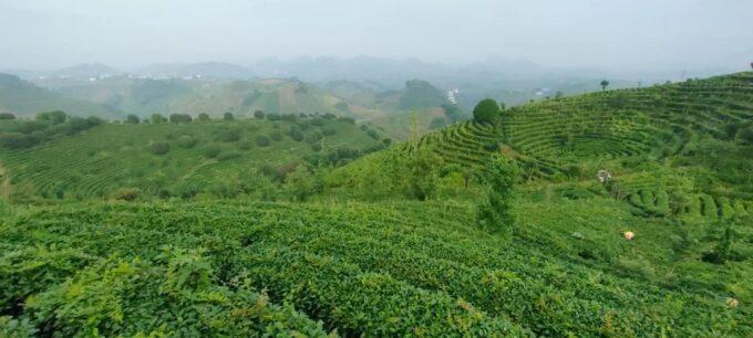 Private Tour-Yangshuo Seven Fairies Peak Tea Plantation - Inclusions