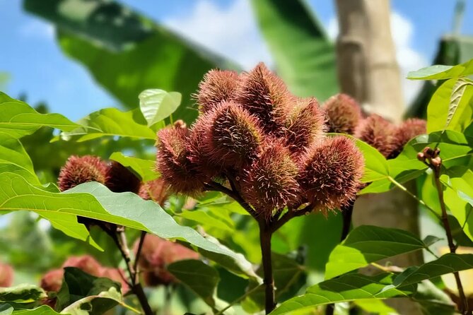 Private Tour Zanzibar Unique Stone Town With Spice Farm Plantations - Experienced Professional Tour Guide