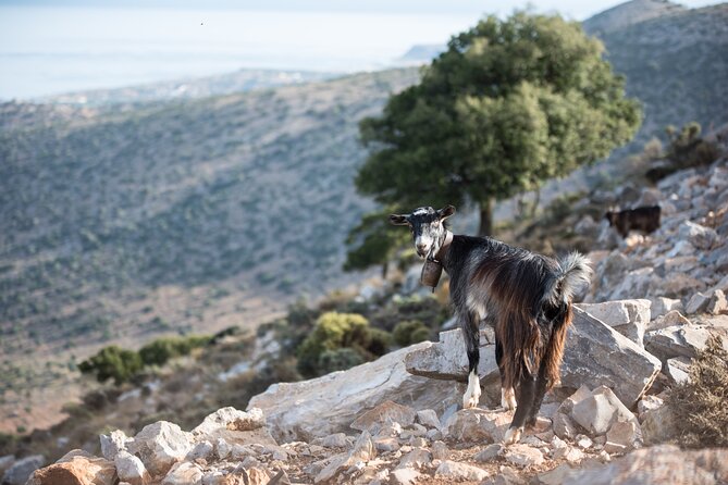 PRIVATE TOUR -Zeus Cave-Old Villages-Olive Oil - From Heraklion - Discovering Old Villages