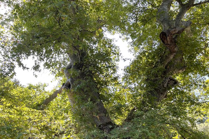 PRIVATE TOUR -Zeus Cave-Old Villages-Olive Oil - From Heraklion - Olive Oil Tasting