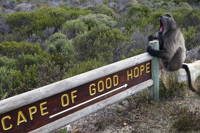 Private Tour:Cape of Good Hop>Seal Island>Chapman'Speak &Penguins - Inclusions