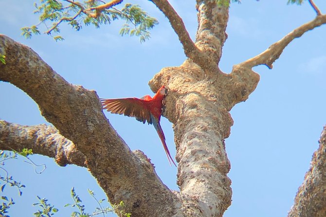 Private Tours and Transfer Costa Rica - Wildlife and Cultural Highlights