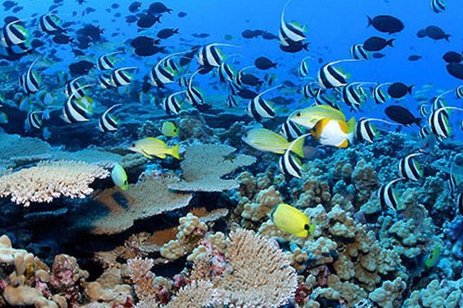Private Tours Beach Entry - Sea Scooters Guided With Videos - Booking and Cancellation