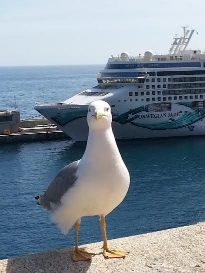 Private Tours - Shore Excursions French Riviera - Activities