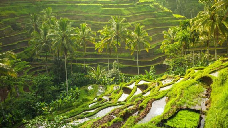 Private Tours: Tegallalang With Monkey Forest And Water Fall - Key Points