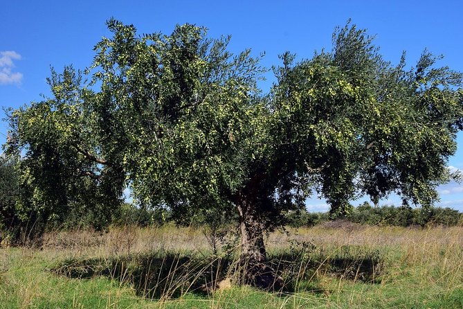 Private Tour:Visit of Agricultural Farm and Free Time in Olympia - Meeting and End Points