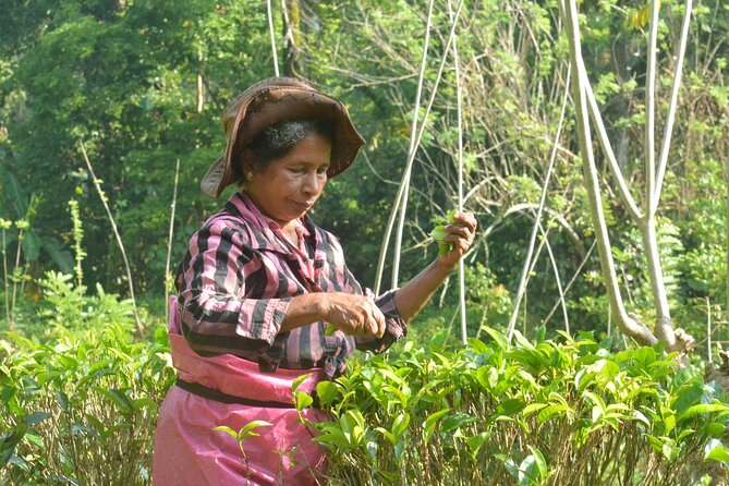 Private Traditional Sri Lankan Village Food Trail - Practical Information